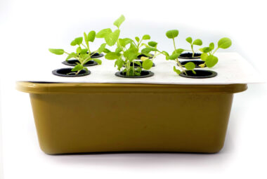 hydroponic growing system