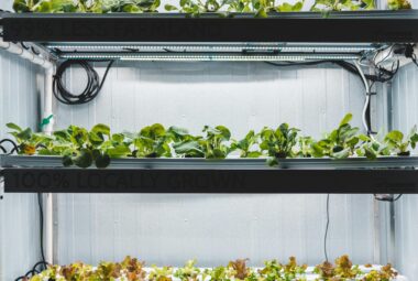 indoor hydroponic system