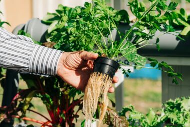 herbs and vegetables
