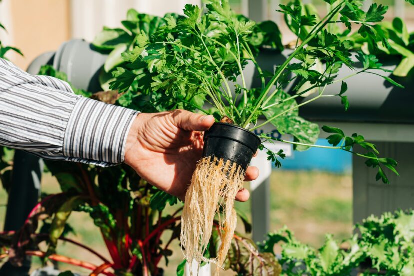 herbs and vegetables
