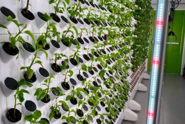 vertical hydroponic garden