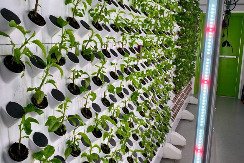 vertical hydroponic garden