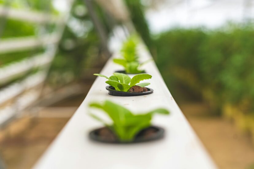 hydroponics vs aquaponics