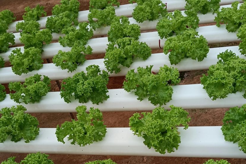Growing Hydroponic Lettuce