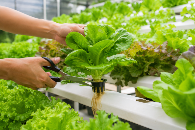 Hydroponic Harvesting