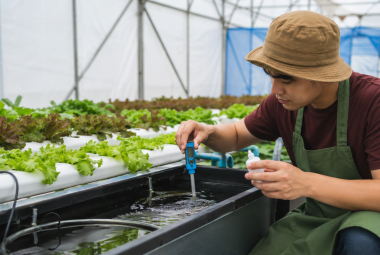 Hydroponic pH Level