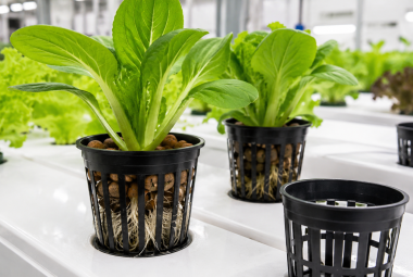 Hydroponic Net Pots