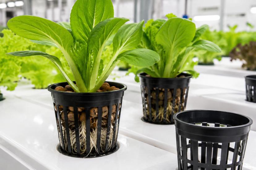 Hydroponic Net Pots