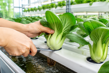 hydroponic bok choy