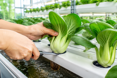 hydroponic bok choy