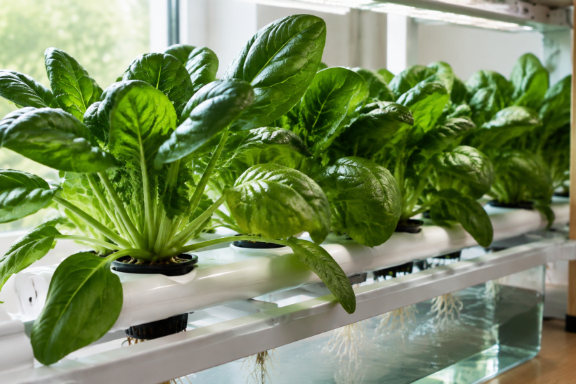 hydroponic spinach