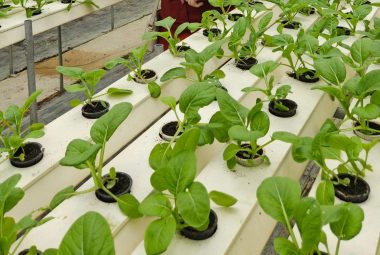 Best Hydroponic Systems