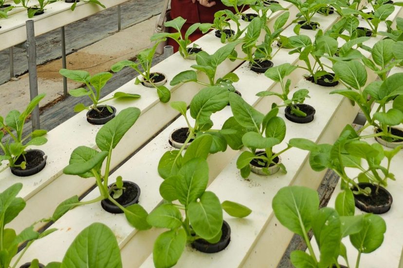 Best Hydroponic Systems